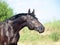 portrait of amazing black stallion