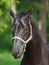 Portrait of amazing black young trakehner stallion