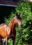 Portrait of amazing breed german stallion .