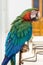 Portrait of Amazon macaw parrot