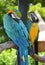 Portrait of Amazon macaw parrots