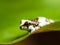 Portrait of Amazon milk tree frog - Trachycephalus resinifictrix