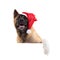 portrait of a american akita in a Christmas hat