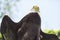 Portrait of an American Bald Eagle  Haliaeetus Leucocephalus  seen from below against a clear blue sky in the summer Bird of