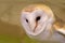 Portrait of an american Barn owl