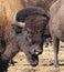 Portrait of an American Bison on the Colorado-Wyoming Border 1