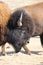 Portrait of an American Bison on the Colorado-Wyoming Border 4