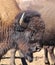 Portrait of an American Bison on the Colorado-Wyoming Border 6