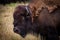 Portrait of a an American Bison Cow