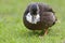 Portrait of american black duck