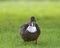 Portrait of american black duck