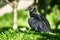 Portrait of an american black vulture from behind