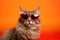 Portrait American Bobtail Cat With Heart Shaped Sunglasses Orange Background