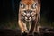 Portrait of american cougar or mountain lion