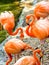 Portrait of American Flamingos