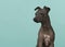 Portrait of an American Hairless Terrier looking away on a turquoise blue background