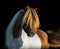 Portrait American Miniature Horse with long mane and forelock