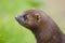 Portrait of an american mink