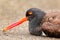 Portrait of American oystercatcher, Santiago Island, Galapagos N