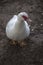 Portrait of an american peking duck