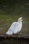 Portrait of an american peking duck