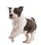 Portrait of American Staffordshire Terrier Puppy