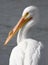 Portrait of an American White Pelican at the Edge of the Water