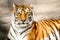 Portrait of amur tiger