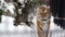 Portrait of Amur tiger walking around the cage