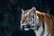 Portrait of Amur Tigers