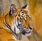 Portrait of Amur Tigers