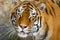 Portrait of Amur Tigers