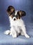 Portrait amusing Papillon puppy