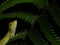 Portrait of a anaimalai spiny lizard(salea anamallayana) on a fern branch