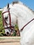 Portrait of Andalusian grey  horse in movement. Andalusia, Spain. close up