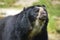 Portrait Andean bear