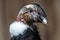 Portrait of Andean Condor