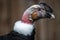 Portrait of Andean Condor