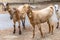 Portrait of Anglo-Nubian goats grazing in the mountains in Northern Cyprus. The two cute curious animais are looking into camera