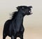 Portrait of angry black American Miniature Horse.