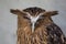 Portrait of angry frightened buffy fish owl, Ketupa ketupu, also known as the Malay fish owl, awaken and disturbed by