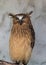 Portrait of angry frightened buffy fish owl, Ketupa ketupu, also known as the Malay fish owl, awaken and disturbed by