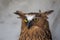 Portrait of angry frightened buffy fish owl, Ketupa ketupu, also known as the Malay fish owl, awaken and disturbed by