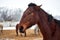 Portrait of an angry horse in a herd in the paddock on winter background