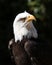 Portrait of an angry looking Bald Eagle