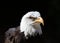 Portrait of an angry looking Bald Eagle