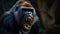 Portrait of angry mountain gorilla male showing teeth