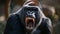 Portrait of angry mountain gorilla male showing teeth