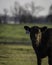 Portrait of an Angus bull calf with negative space