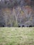 Portrait Angus cattle in autumn pasture